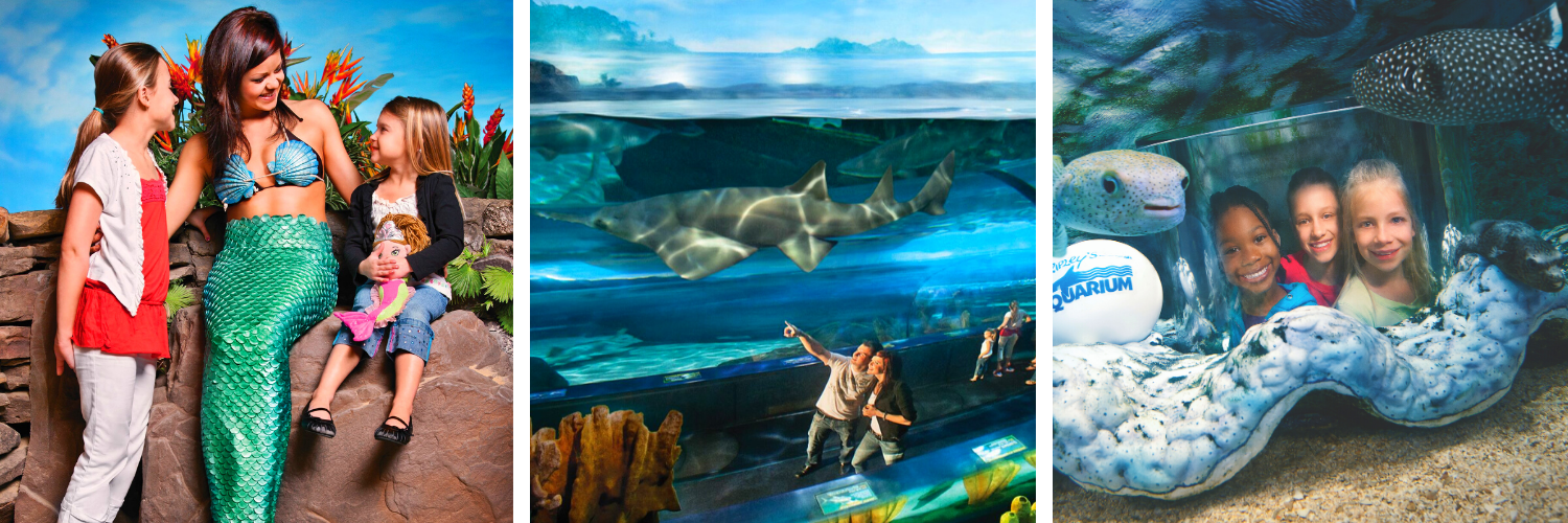 Ripleys Aquarium featuring mermaids and fish tanks