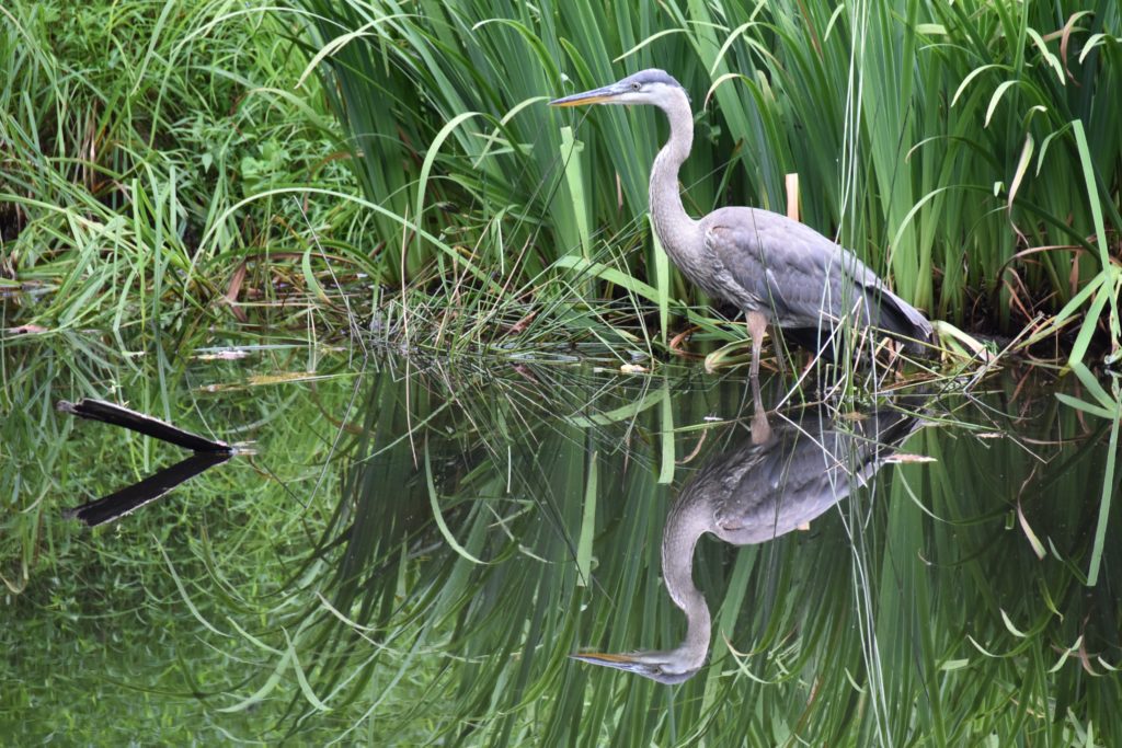 Heron in Marsh