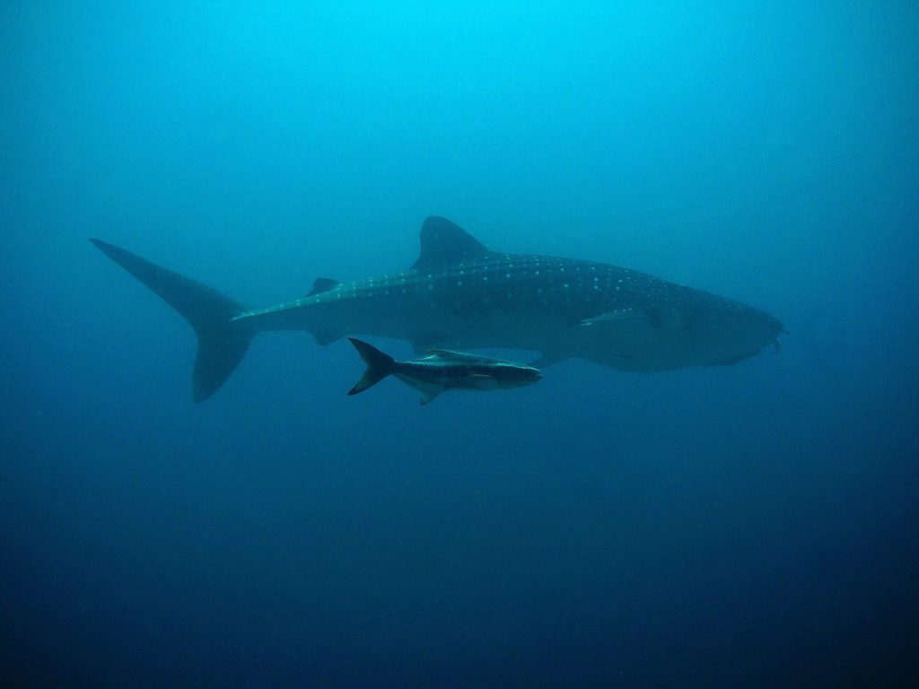 Shark in Ocean