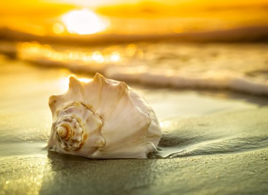 Dramatic sunrise or sunset with a close-up of a colorful shell.