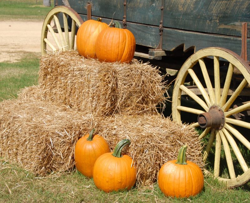 pumpkin-patch